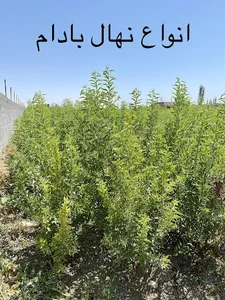 نهالستان مهندس صمدی