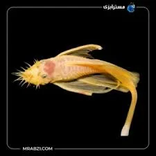 دنیای ماهی و اکواریوم برکه