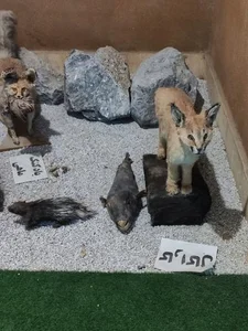 موزه علوم طبيعي 5