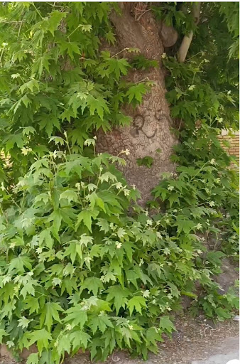 درخت چنار کهنسال وشنوه