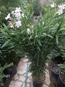 النرجس سنتر