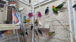 دنیای پرندگان
