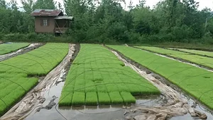 بانک نشای سراوان