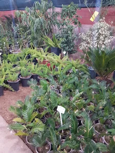 گلخانه آپاتیه
