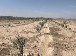 باغچه حسین زاده رباط کریم