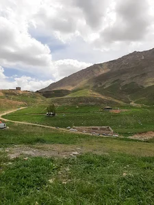 دشت گل زرد