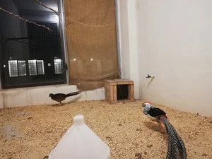 باغ پرندگان
