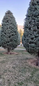 بوستان کوهسار