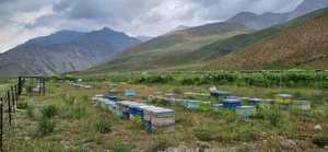 زنبورستان مهدی کلهر 3