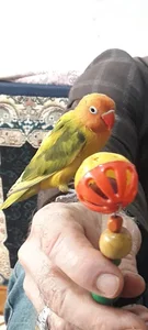 قصرطوطی 3