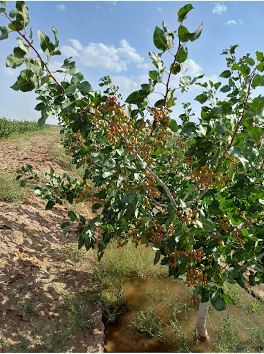 اقامتگاه رضوان روستای رضویه