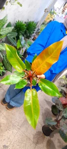 گل فروشی یاس