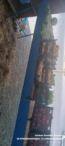 ارزنسرای میوه خدابنده 2