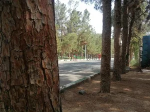 پارک جنگلی ساوه 5
