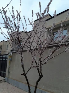 مسکن مهر جورقان