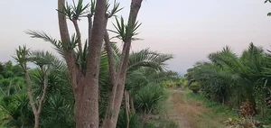 روستای تیرویجان علیا