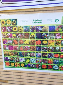 سازمان پارکها و فضای سبز دزفول