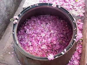 گلابگیری گلبهار