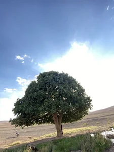 درخت شاهتوت