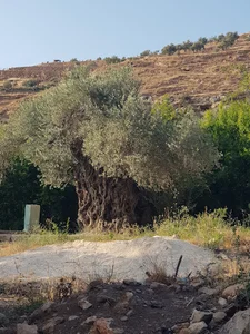وادي الريان