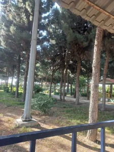 بوستان کاج