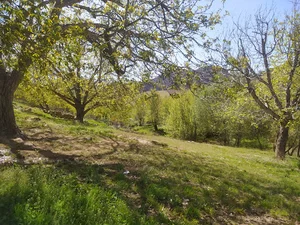 گندم زار سرآستان
