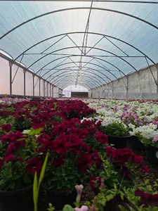 مجموعه گلخانه های آیریس
