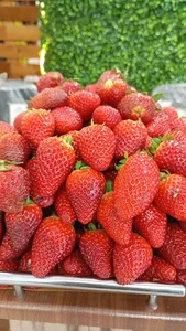 Amir Fruit میوه فروشی