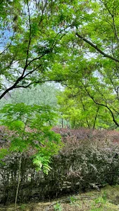 بوستان نگین