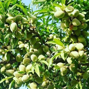 نهالستان دیبازر