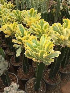 گلخانه هشت باغ