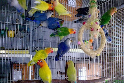 پرنده سرای قناری