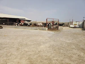 گاوداری نصیری