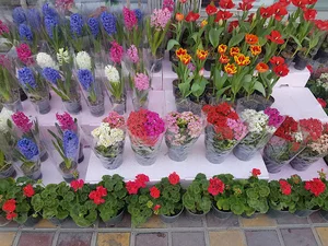 گل‌فروشی ندای گل