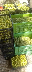 ابگیری و سبزیجات اماده جلالی