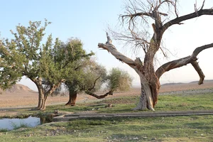 چشمه انجیر