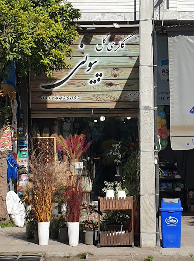 گلسرای پیونی