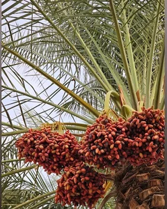 خشت