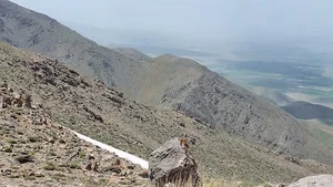 سیله میش