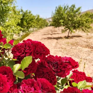 باغ همیشه بهار