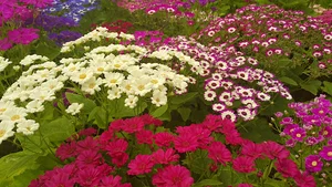 تولیدی گل وگیاه توکلی