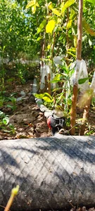 Setusho nursery