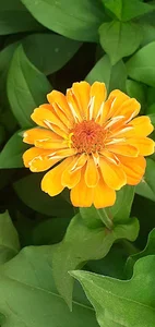 بوستان مهدیس