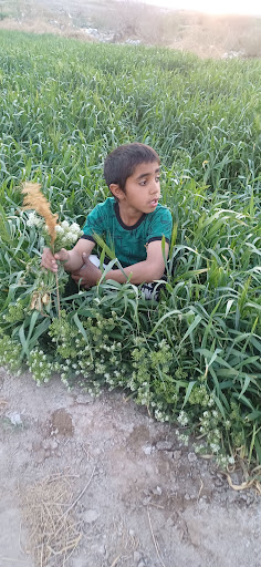 سبزگی زردگی
