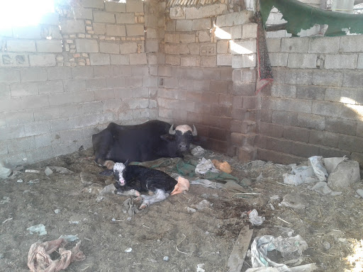 دامداری برادران مسحنه