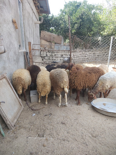دامداری میکائیل