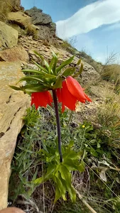 گردشگری