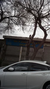 تخت وتشک رویال 5