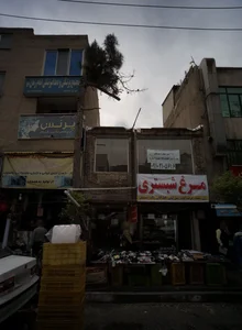 مرغ شبستری 2