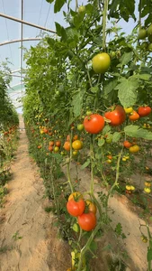 Farm Alhcinan